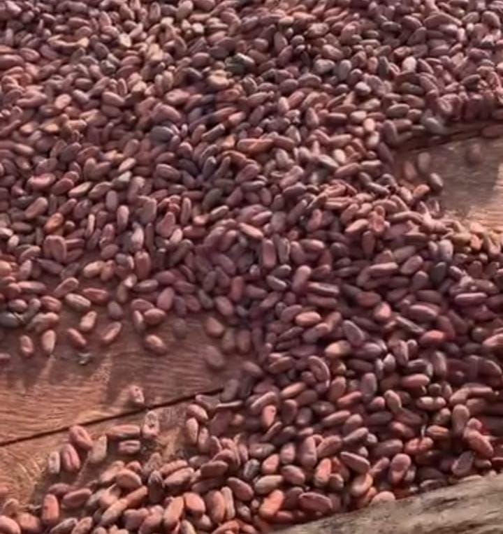 sementes secas de cacau
